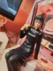 Jujutsu Kaisen Noodle Stopper Maki Zenin